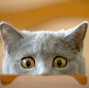 Meet your Posher, Maryann